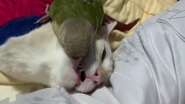 The parrot has become a toothbrush