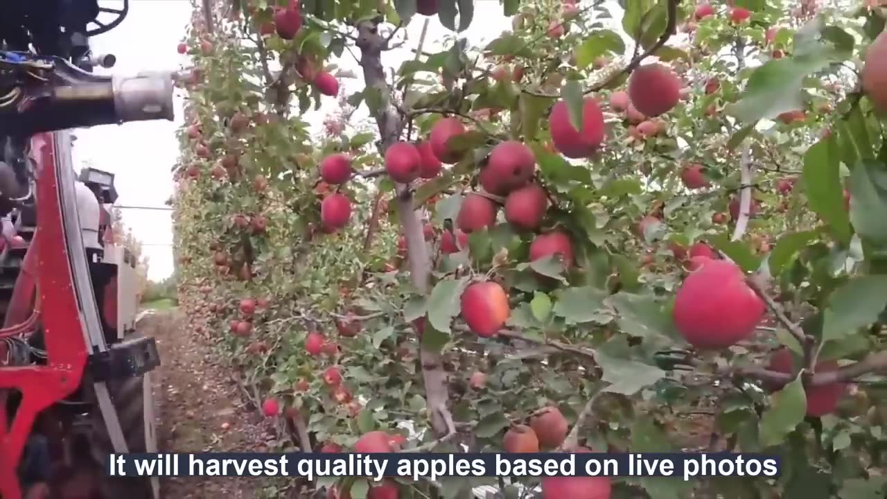 How to produce millions of Apple Tree - Apple Seedlings Production - Harvesting and processing Apple