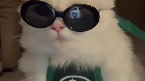 Cool cat