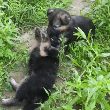 Cute dog baby fight #minivlog #shorts #video #viral