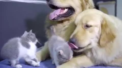 Cute cats and dogs family....❤️😺❤️🐶