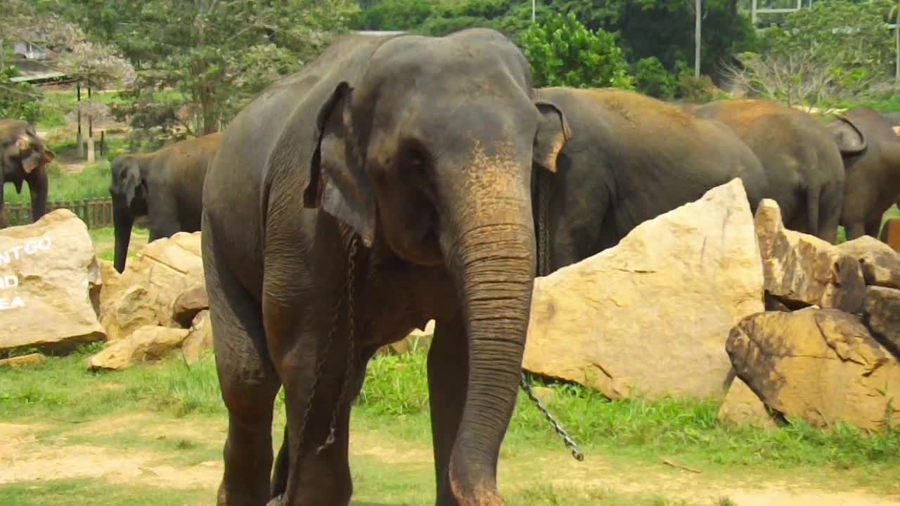 Black jaguar and Elephants