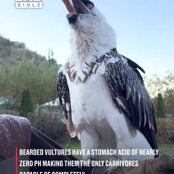 Bearded vulture swallows a big bone 🦅