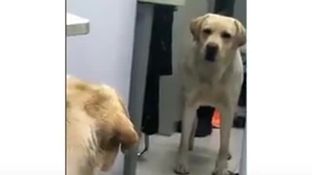 Here,s a video on dog seeing a mirror for the first time then what happened watch video