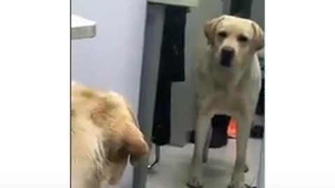 Here,s a video on dog seeing a mirror for the first time then what happened watch video