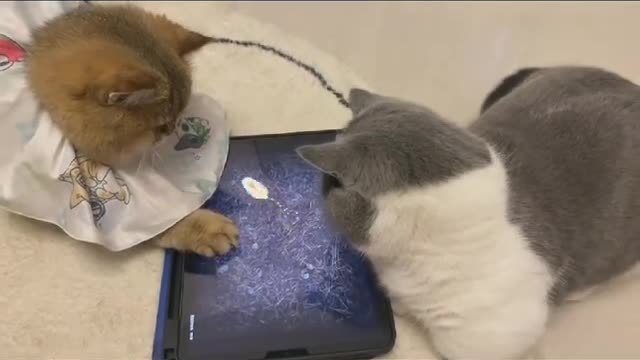 Cat playing game funny cat both are playing video game