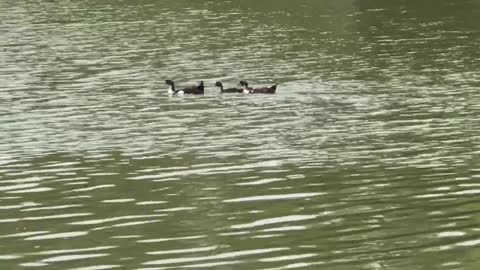 Three duck swimming on the river