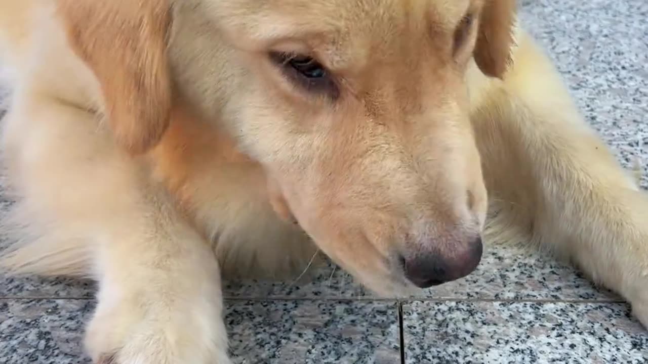 Big golden retriever ball