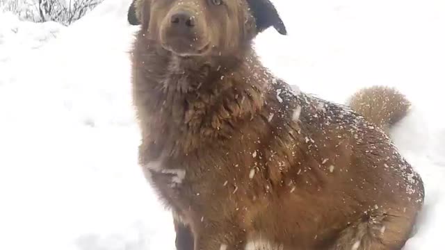 Dog is enjoying snow..and ready for photoshoot ..Must watch guys 🥰