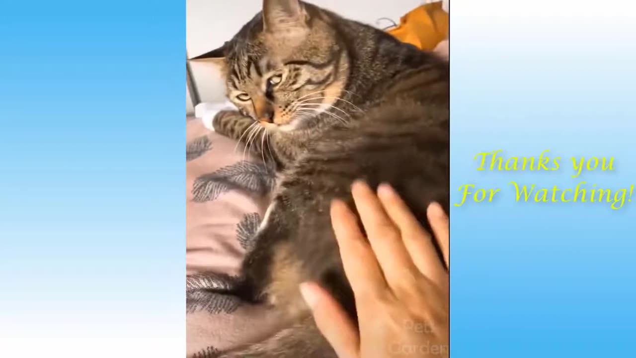 Funniest Animals Best Of The 2021 Funny Animal Videos - 10 Minutes