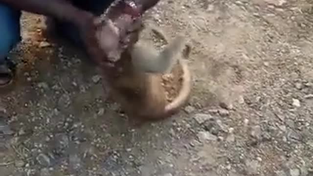 A video of a man giving mouth-to-mouth resuscitation to a wounded monkey