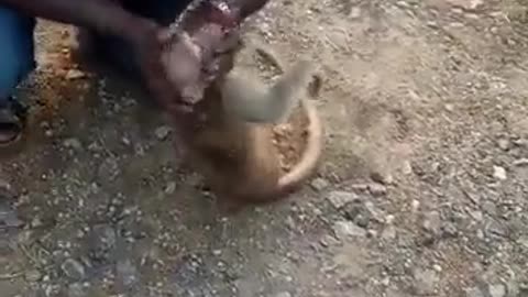 A video of a man giving mouth-to-mouth resuscitation to a wounded monkey