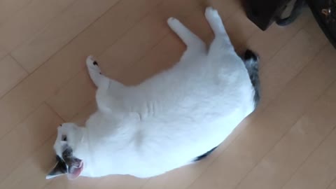 The way a cat rolls around