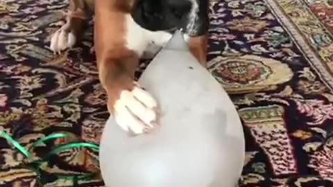 Cute dog playing with balloon