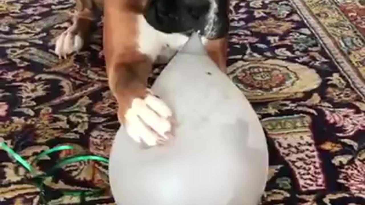 Cute dog playing with balloon