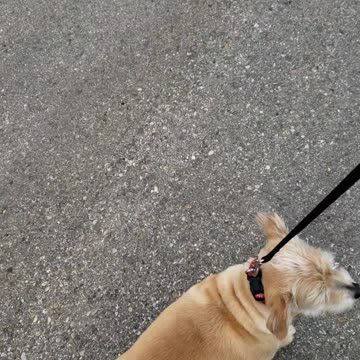 Walking the dog on a nice day