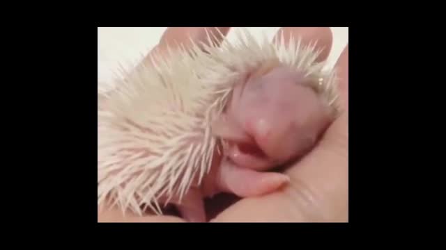 new born hedgehog