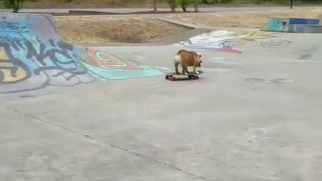 skate dog🐶🐶