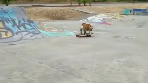 skate dog🐶🐶