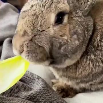 The giant rabbit wishes you a happy Easter