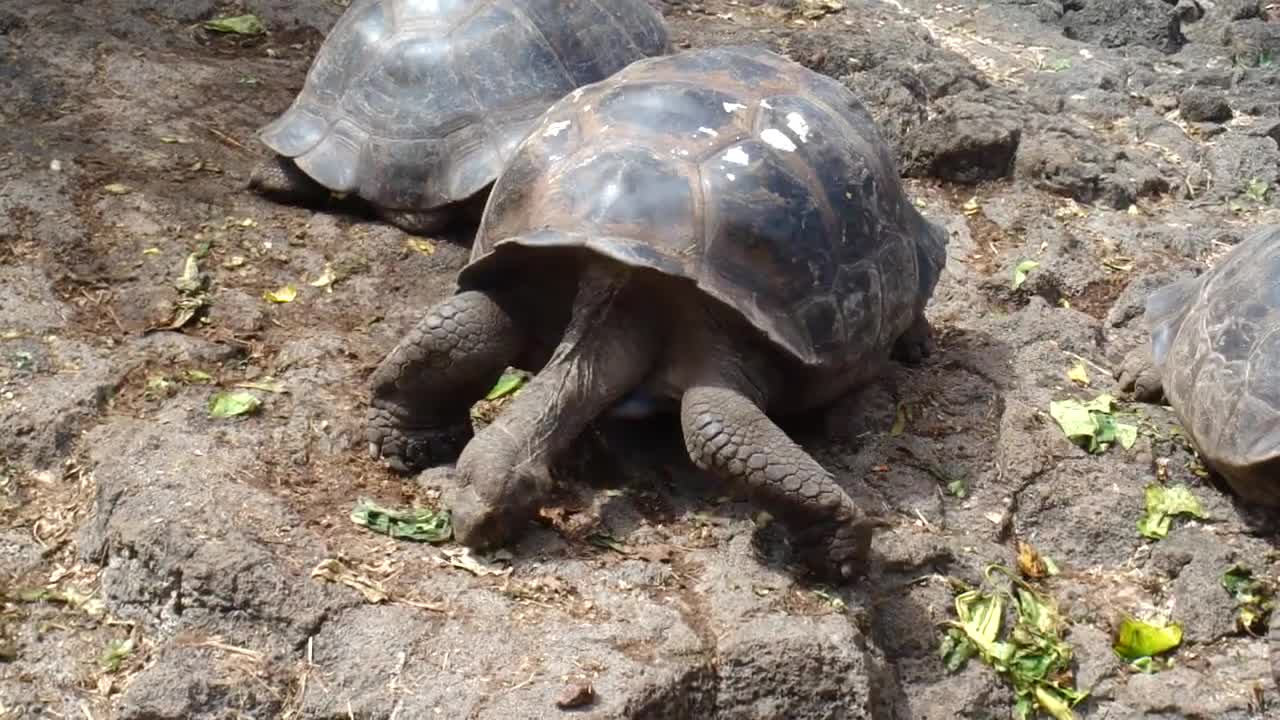 Land Tortoise feeding