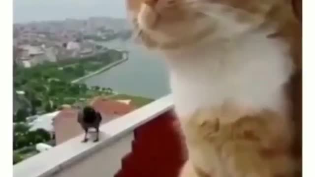 cat arguing with a bird