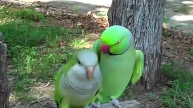 Extremely Vocal Birds