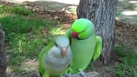 Extremely Vocal Birds