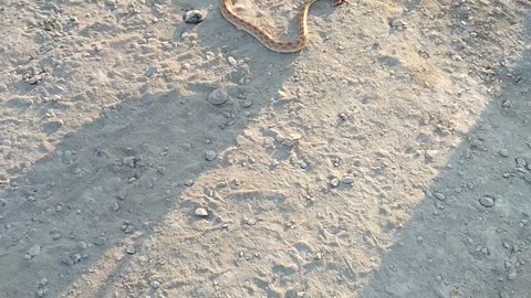 Snake in the desert