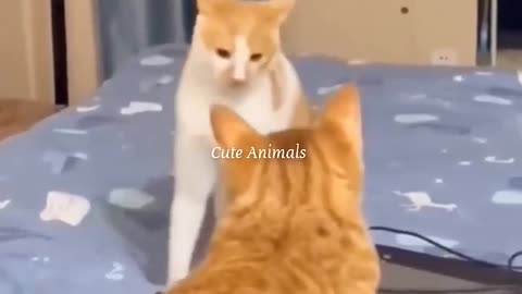 Cat reaction