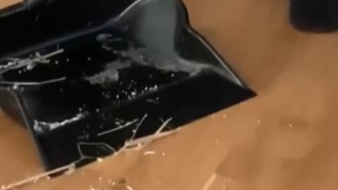 Very funny cat videos 2022. cute 🐈 video