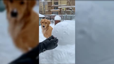 best funny dog videos in 2021,funny animal video try not to laugh best funny videos 2021 Episode 59,