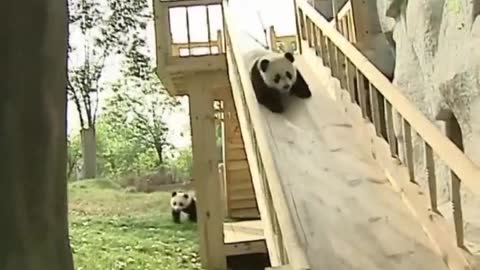 Panda playing so cute