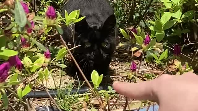 How wild beasts hunt people