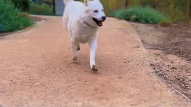 funny dog ​​video