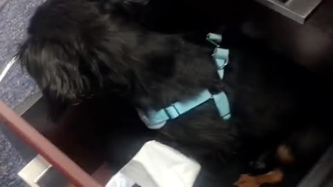 Woman pulls out brown puppy from desk