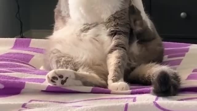 Funny and cute cats will make you laugh all day long🤣🤣 funny cats