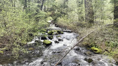 Ikenick Creek Bridge – Clear Lake Loop – Willamette National Forest – Central Oregon – 4K