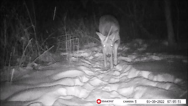 Backyard Trail Cam - Young Deer Hanging Around