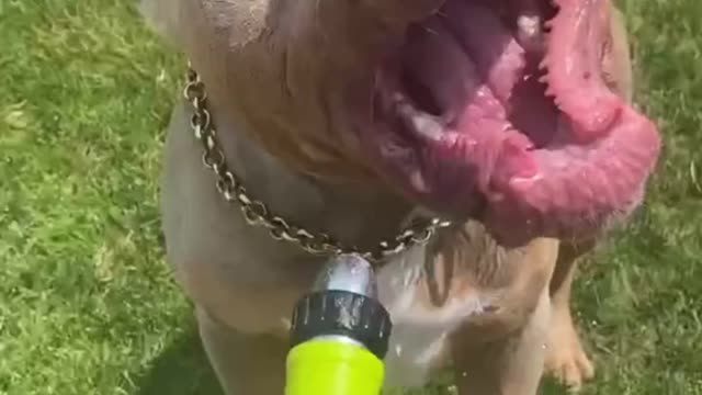 Funny Pit bull