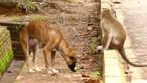 MONKEY VS DOG FIGHTING GOOD RELATIONSHIP