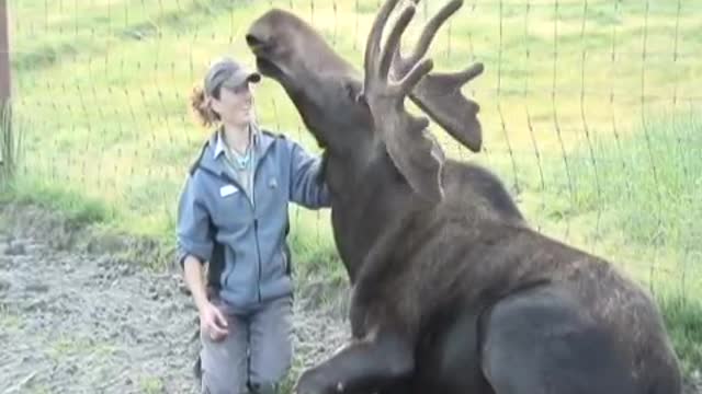 A moose and his girl