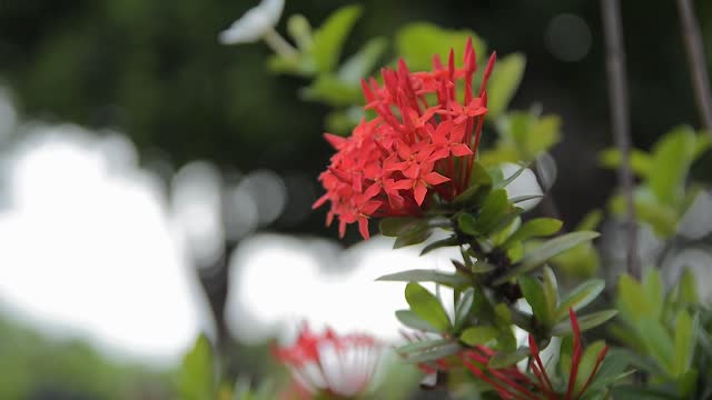 Flame Of The Woods Flower