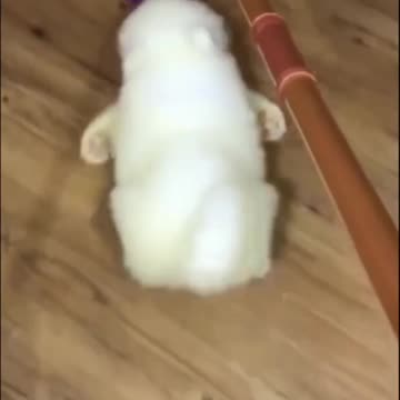 Animals Cute & Funny Videos Compilation