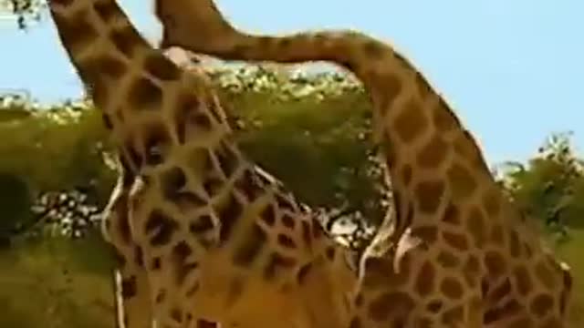 Male giraffes fighting