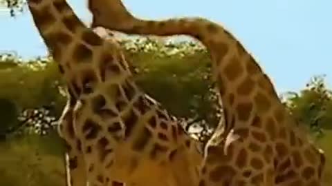 Male giraffes fighting