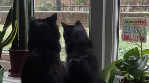 Void Cats' First Snow Fall