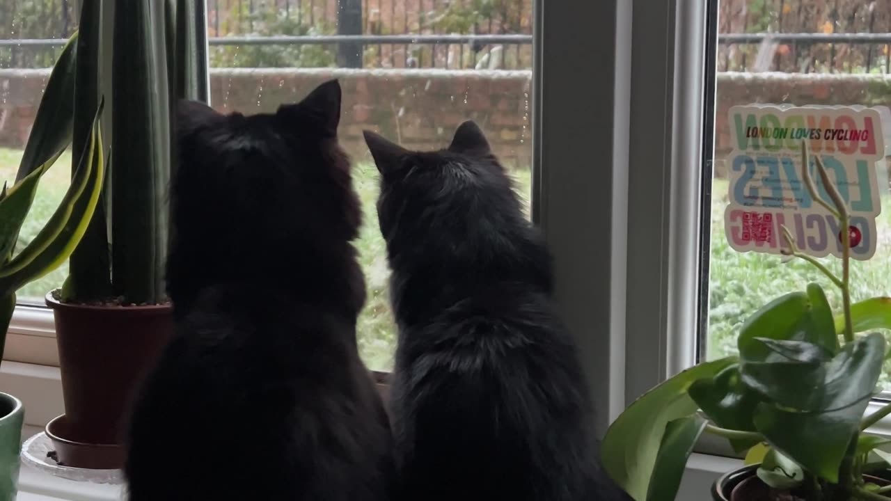 Void Cats' First Snow Fall