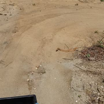Close call with a Western diamondback rattlesnake