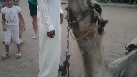 Camel drinking cola